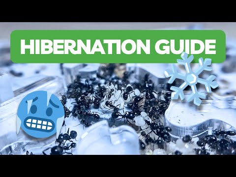 Видео: Как отправить муравьев в спячку | Муравьи BRUMA