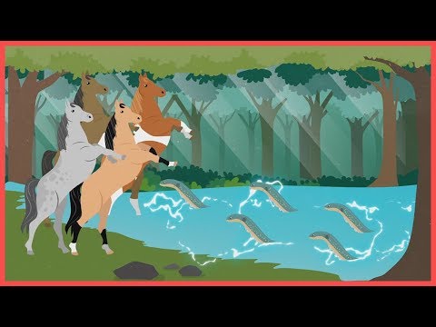 Видео: Edu: Как рыбы производят электричество