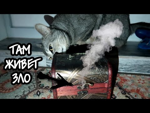 Видео: КОШАЧЬЯ ИСТОРИЯ УЖАСОВ 7 СЕРИЯ | НЕ ОТКРЫВАЙ ШКАТУЛКУ!