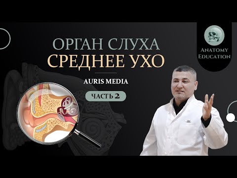 Видео: Орган слуха. СРЕДНЕЕ УХО / AURIS MEDIA