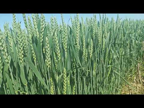 Видео: Озимая пшеница "Балитус" Саатбау.2025.Стрип тилл.