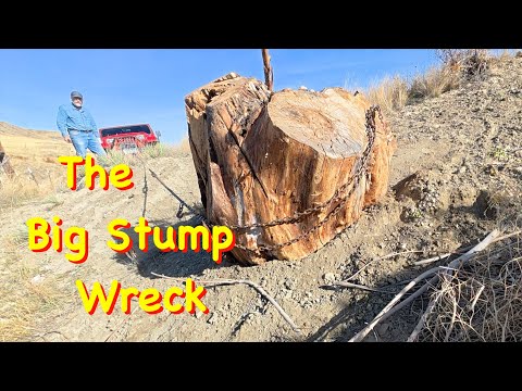 Видео: Мой большой пень ушёл от меня | Engels Coach Shop