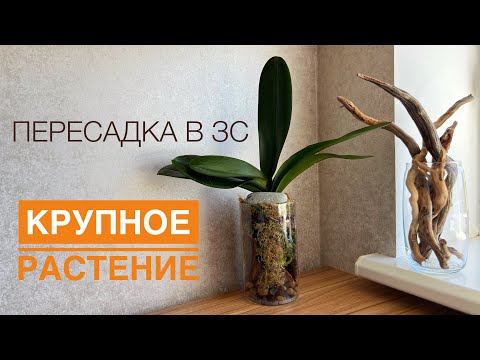 Видео: Phal. Beaumont пересадка и как я стала художником 👨🏻‍🎨🎨Часть.1