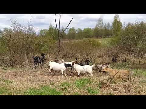 Видео: Про наших любимых коз)))