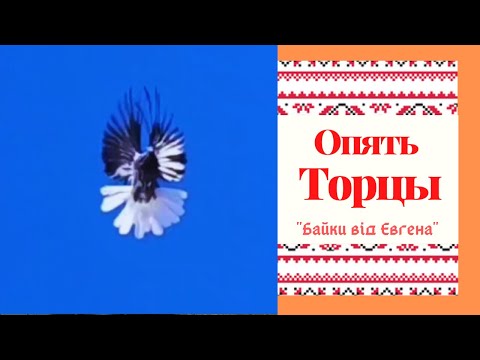 Видео: 1 - Часть . Торцовые Голуби - Антон Д - Николаевские Голуби.