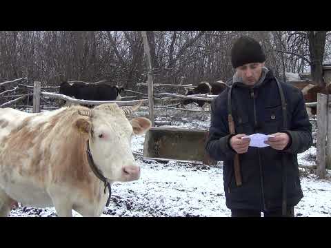 Видео: годовой доход от 7 коров, молоковоз \ переработка. заработок в деревне на коровах, жизнь в деревне