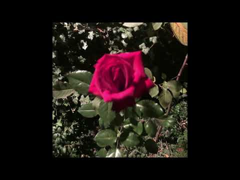 Видео: с чистого листа