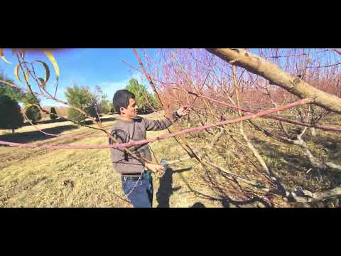 Видео: обрезкаи ниҳоли шафтолу