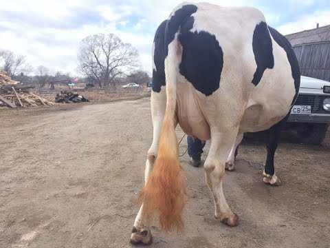 Видео: Чистые коровы без лишних хлопот. Наши орхидеи. Приморские арбузы!