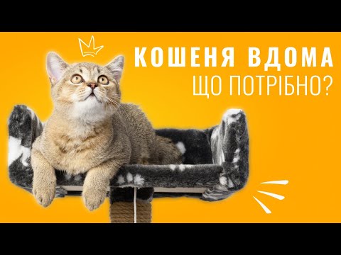 Видео: Перші покупки для котика