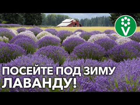 Видео: КАК ВЫРАСТИТЬ ЛАВАНДУ у себя на участке? Посеять ПОД ЗИМУ!