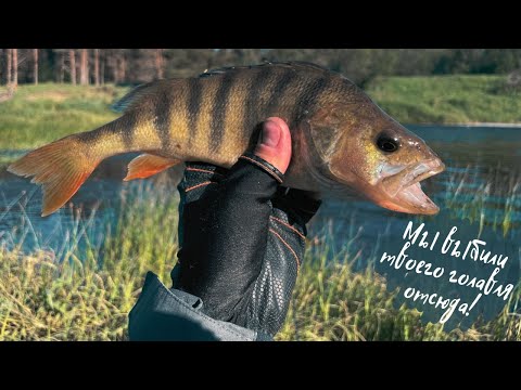 Видео: Мордатые окуни и шнуры оккупировали перекат! Раздача на CF Arion ASRE802LT