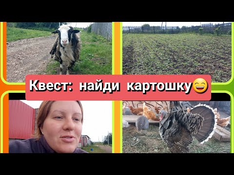 Видео: Совместная инкубация/ линька у барана/ опорос негритосиков