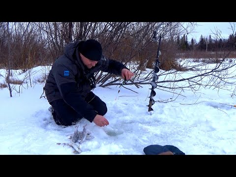 Видео: УТАЩИЛИ ВСЕ УДОЧКИ!!! ЗИМНЯЯ РЫБАЛКА НА ХАРИУСА!!!