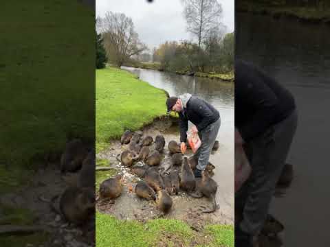 Видео: У каналі Slava відбувається прямий ефір.