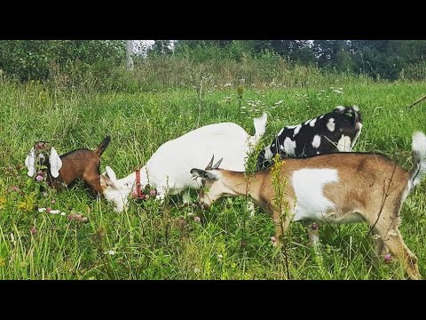 Видео: Как выростить молочную козу. Инструкция для новичков.