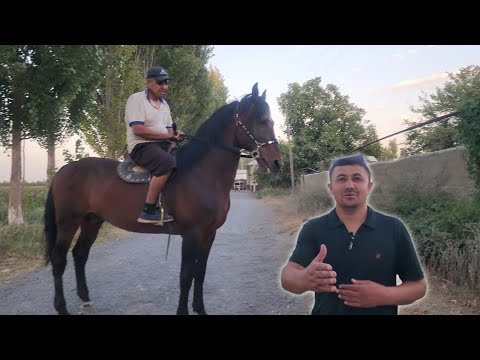 Видео: УЛУГБЕКДА УЛОКЧИ ОТ