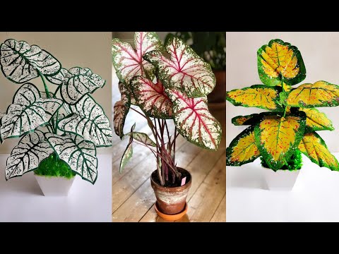 Видео: Как сделать растения Caladium Bicolor из полиэтиленового пакета | Цветочные поделки
