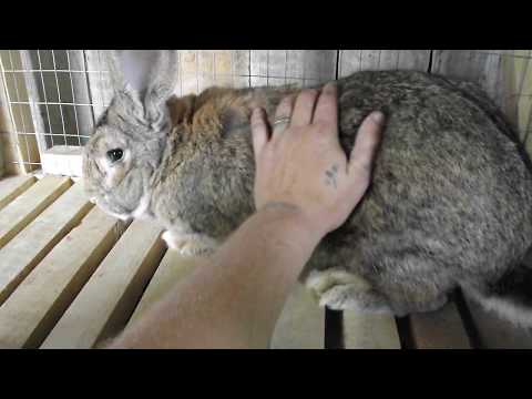 Видео: Разведение кроликов,кролики в яме или кролики:НАЧАЛО ч.1