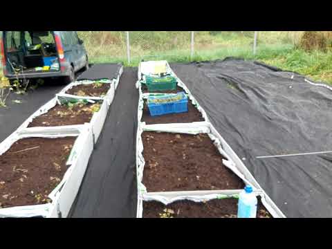 Видео: САЖЕНЕЦ ЯГОДЫ КНЯЖЕНИКИ СОРТ АННА ОПИСАНИЕ  ПОСАДКИ.ВЫРАЩИВАНИЕ В ПОДМОСКОВЬЕ.