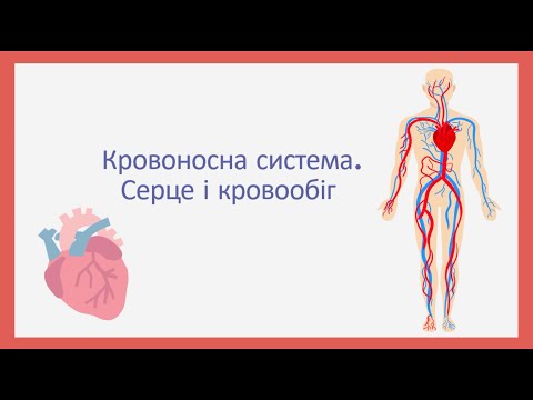 Видео: Кровоносна система людини. Серце та кровообіг