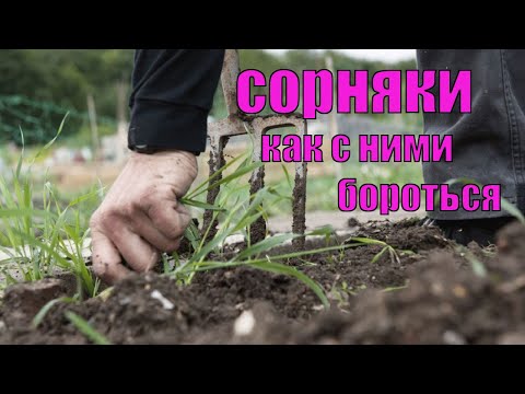 Видео: Как бороться с сорняками на малине и ежевике