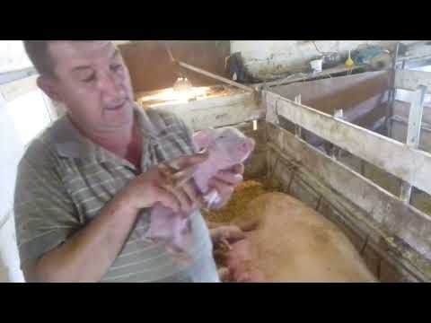 Видео: Викусюєм зуби новонароджених поросятам.