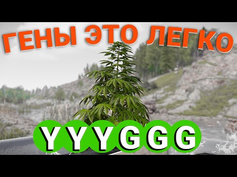 Видео: КАК ВЫВЕСТИ ЛЮБОЙ ГЕН ? Гайд на генетику - RUST
