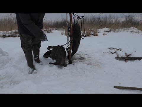 Видео: Постановка и проверка капканов на бобра  Эксперимент 2 Hunting beaver traps.