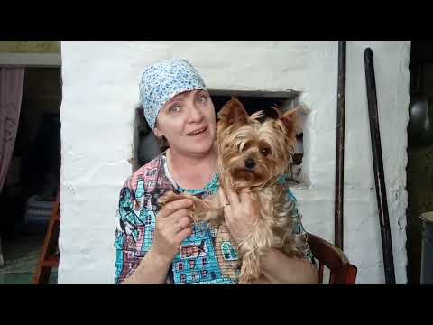 Видео: Картошка запеченая в Русской печи, с грибами и фаршем.