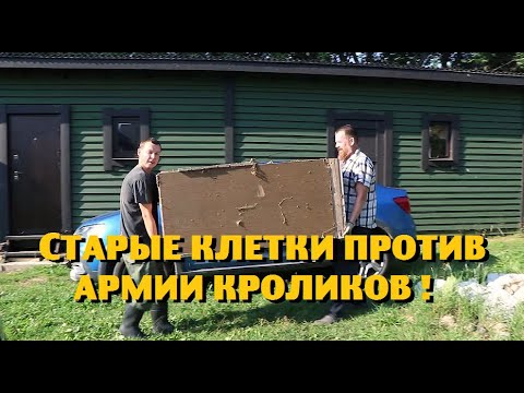 Видео: Армия кроликов захватывает землю вокруг нашего участка !