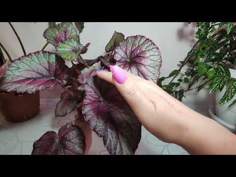 Видео: Так выглядят взрослые растения.