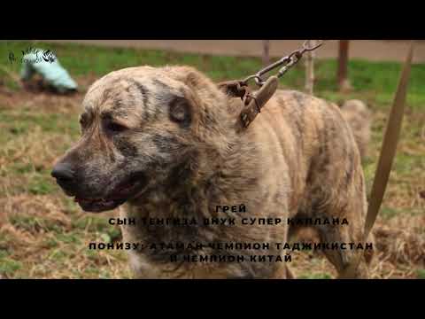 Видео: Питомник Дербесек ауылының тобеттерін тамашалайық