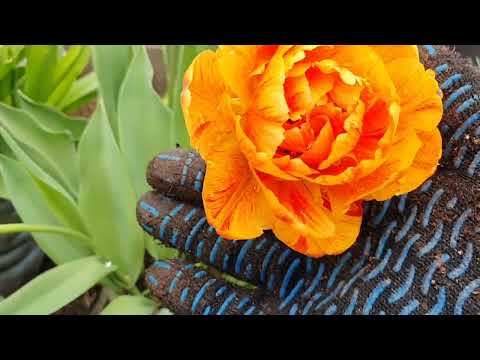 Видео: Как посадить бруснику?