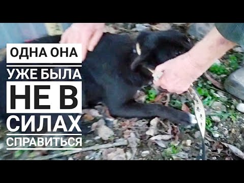 Видео: Бабушка обратилась ко мне за помощью, держать пса она не в силах