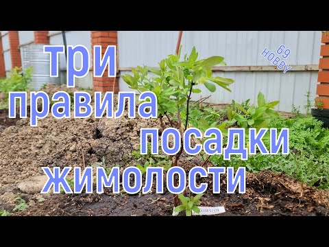 Видео: Весенняя посадка ЖИМОЛОСТИ! Три правила успешного урожая!