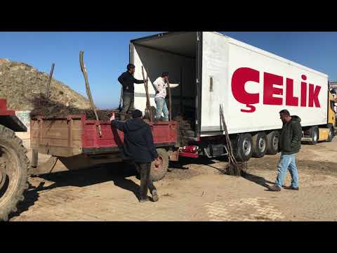 Видео: Чендлер-Фернор Саженцы грецкого ореха (Russian) - Canceviz Ltd. BANDIRMA / TURKEY - Chandler