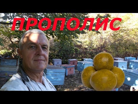 Видео: Как сделать, чтобы прополис был чистым?