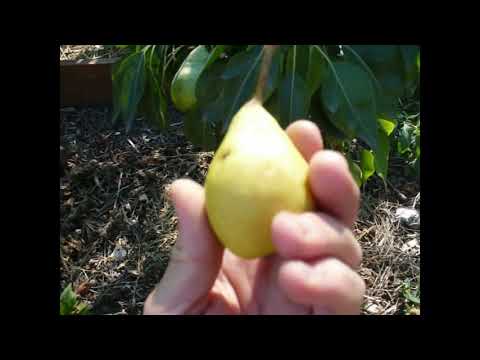 Видео: Колоновидная груша.  Сбор урожая. часть 1. dwarf pear