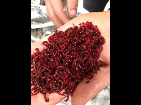 Видео: Как хранить мотыля дома: лучшие способы и отзывы рыбаков ПРОВЕРЕННЫЕ СПОСОБЫ