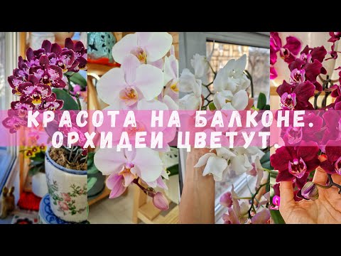 Видео: Цветение орхидей на балконе.Орхидейный балкон.Домашнее цветение очередных сортов. Мой мини-сад.