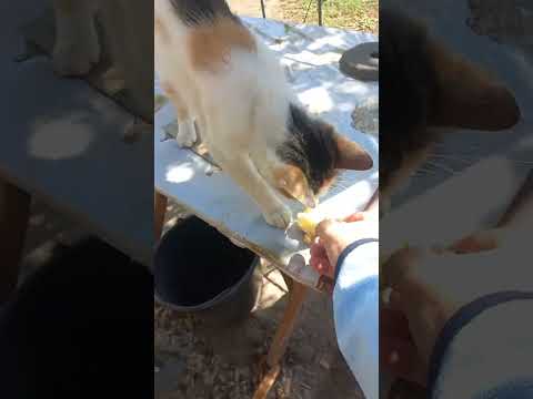 Видео: 🐾 Все мои котики-муркотики кушают булочки! Самик, Джессика и Рыжик радуются вместе со мной! 🍇