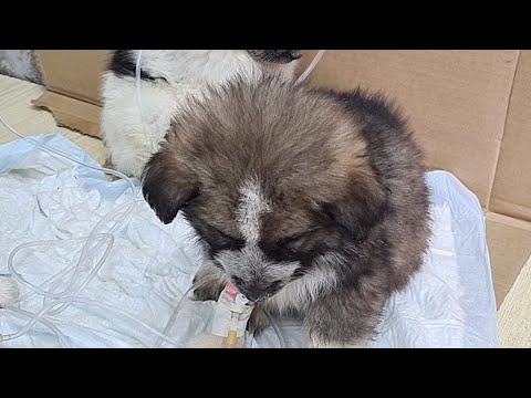 Видео: Щенков одолел энтерит