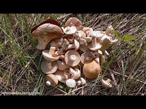 Видео: Энтолома садовая и майская рядовка - съедобные майские грибы