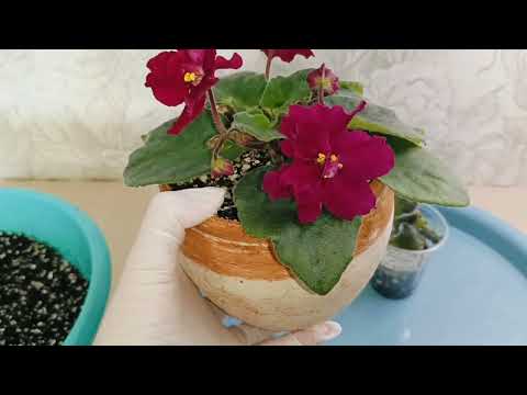 Видео: КАК ПОНЯТЬ, КОГДА ОТДЕЛЯТЬ ДЕТОК от материнского ЛИСТА ФИАЛКИ! Ответы на вопросы!