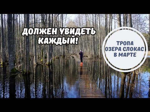 Видео: Затопленный мир природной тропы озера Слокас. Латвия, Юрмала.
