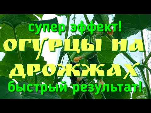 Видео: СУПЕР-УРОЖАЙ ОГУРЦОВ НА ДРОЖЖАХ!  Вы останетесь довольны результатом Дрожжевая подкормка для огурцов