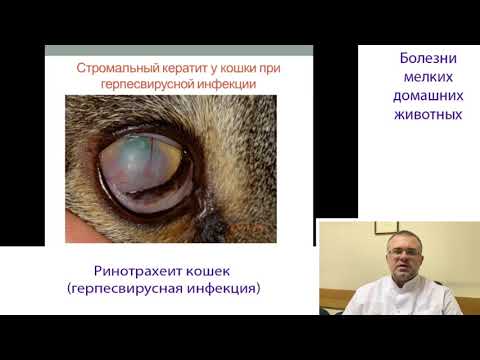 Видео: Инфекционный Ринотрахеит Кошек (Кошачья Герпесвирусная Инфекция) - Герпес Кошек
