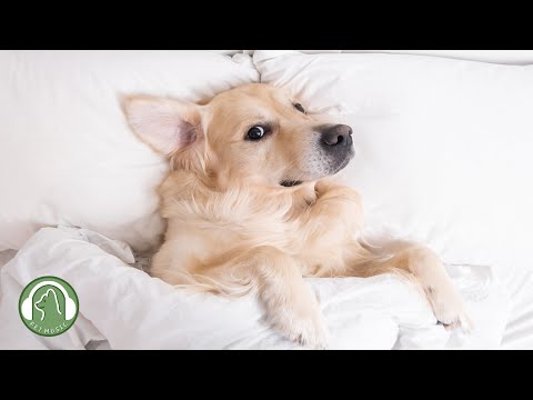 Видео: Расслабляющая музыка для собак🐶Музыка для снятия стресса, музыка для релаксации🎵Любимая музыка собак