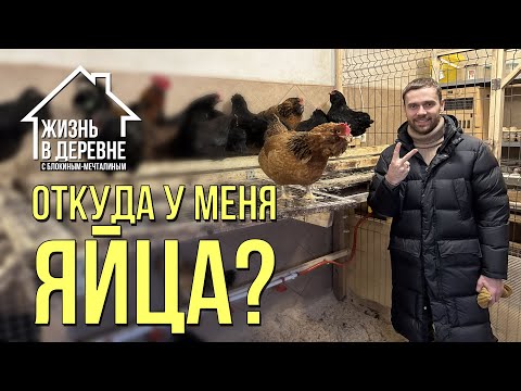 Видео: Обзор моего умного курятника. Мои курочки несутся даже зимой!